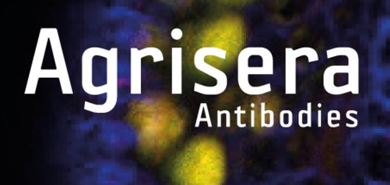 Agrisera植物細胞壁相關抗體，開學季促銷啦！